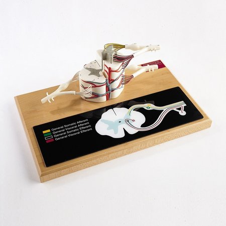 DENOYER-GEPPERT Anatomical Model, Spinal Cord Segment Model 0165-00